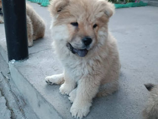 Cățelușă  de rasă Chow Chow foto 6