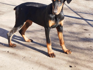 Se vînd caţei de rasă curată Doberman061033259