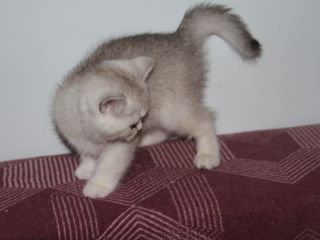 British shorthair chinchilla pisica pisoi foto 7