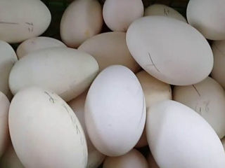 Ouă de gîscă