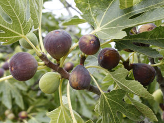 Fructe exotice (kaki și smochine) foto 2