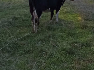 Vitica de a fata la Sfirsitul lunii Noiembrie- foarte buna de lapte  si frupt. Vitica olandeza. foto 3