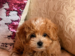 VIP девочка Maltipoo фото 3