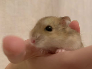 Hamsteri foto 3