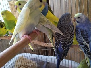 Волнистые попугайчики возраст 45 дн. для разговора самец 350  самка 250качество гарантирую.