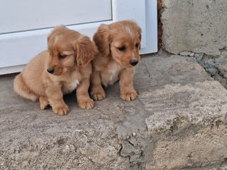 Cățeluș de chocer Spaniel foto 2