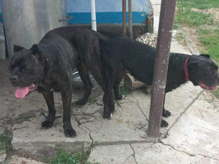 Vind cățea cane corso, trebuie să fete la sfirsitul  lui octombrie