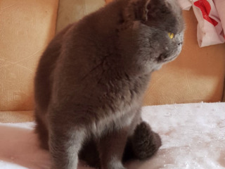 Motan British Shorthair Blue pentru montă foto 3