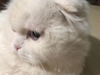 Împerechere cu motan de elită! Scottish fold white, W61. foto 10