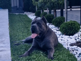 Cane corso pui FCI foto 4