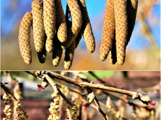 Орех медвежий - alun turcesc - турецкая лещина древовидная (Corylus Colurna) foto 5