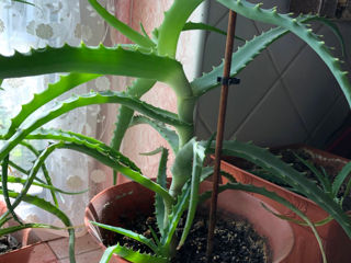 Алоэ вера лечебный / Aloe vera foto 2