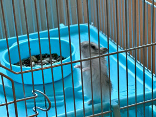 Vind Cușca cu Hamster foto 1