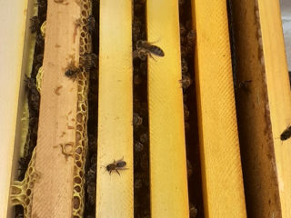 Продам пчёлы рои