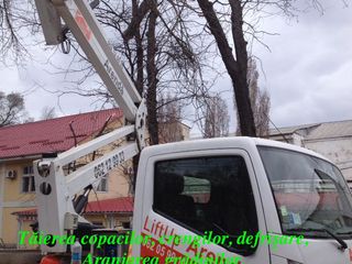 Tăieri -curățare - doborîri pomi / arbori / copaci. Servicii Autoturn/ Alpinism . foto 10