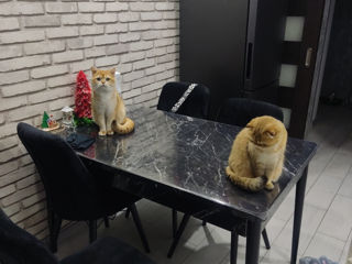 Кот и кошка Золотая шиншилла. foto 1