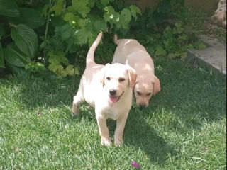 Căței de Labrador Retriever