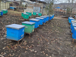Se vinde familii de albine cu stup sau fără. foto 3