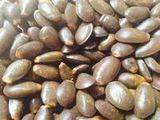 Семена Гуанабаны (Гравиолы) foto 2