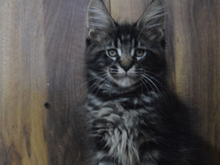 Main Coon fete si băieți foto 2