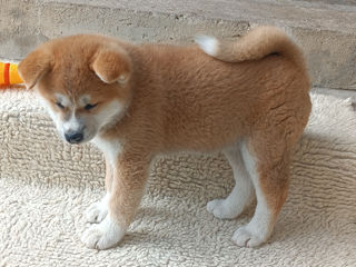 Akita  foto 1