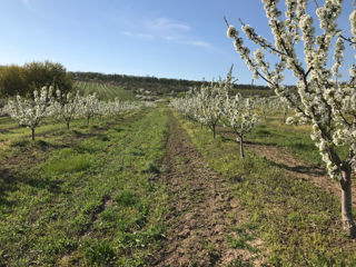 Se vinde teren agricol 13ha, livada-iaz-depozit,la hotar cu codrii Orheiului foto 6