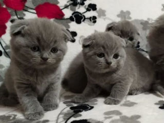 Щекастые плюшки Rasa curata Scottish Fold