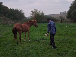 Vând iapă iute de picior și rezistenta . cuvinte cheie Cal, lapa, конь, кобыла, кабыла, лошадь. foto 8