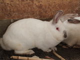 кролики  iepuri, мясо  carne 130 лей/кг foto 8