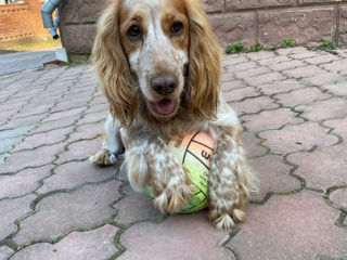 Cățeluși de Cocker Spaniel foto 6