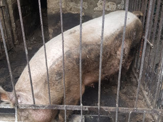 Продам свинью срочно  по 35 л кг