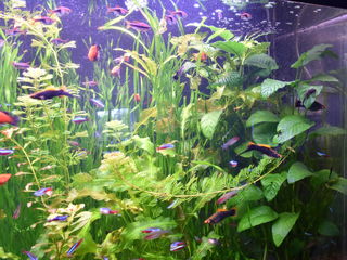 Большой аквариум из оргстекла foto 5