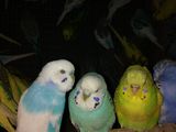 волнистые попугаи 250лей пара foto 1