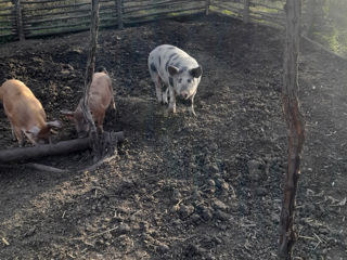 Porci de carne foto 3