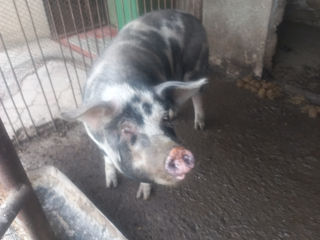 Vindem porci de casa! foto 3