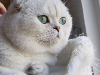 Scottish fold/straight foto 8