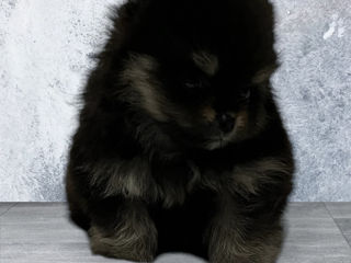 Pomeranian foto 4