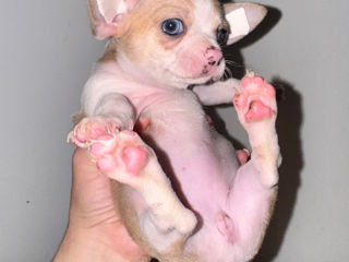 Чихуахуа . Chihuahua foto 9