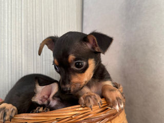 Toy Terrier foto 3