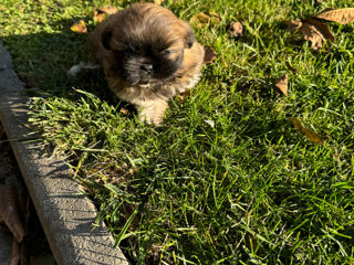 Shih Tzu foto 2