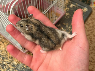 Hamsteri foto 8