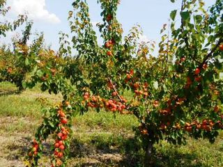 Pomi fructiferi -cais (abrikos ) Nadejda ,( ананасовый ) ,Big Red  ... foto 6
