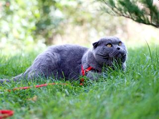 Monta, cu motan de rasa scottish fold! foto 3