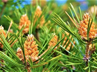 Кедр сибирский (Pinus sibirica) foto 4