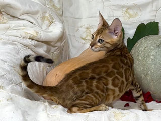 Bengal kittens. foto 7