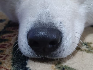 Akita  foto 7