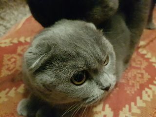 Motan British Shorthair Blue pentru montă foto 7