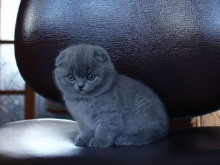 Scottish fold fata. 2.5 luni