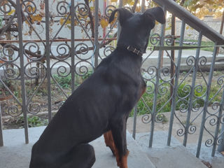 Doberman