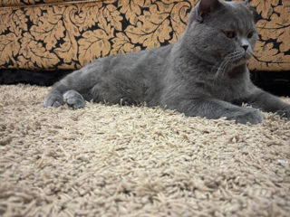 Motan British Shorthair foto 3